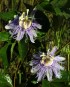 The passion flowers are in bloom in the field !